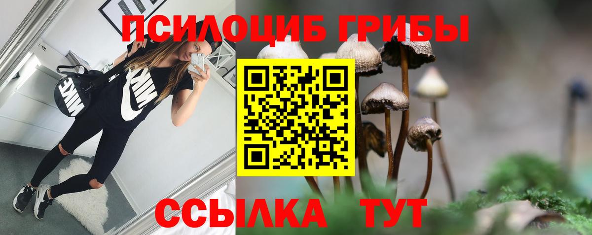 где купить наркотик  Вязники  Галлюциногенные грибы Psilocybine cubensis 